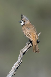 Crested Bellbird (Oreoica gutturalis) male perched on a branch, South Australia, Australia