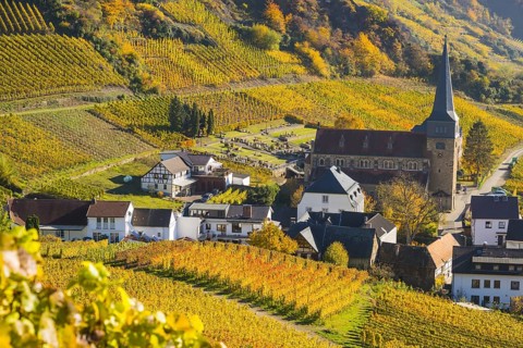 Vineyards in autumn, Mayschoß with parish church, red wine growing region Ahrtal, red wine of the