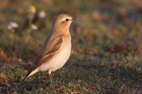 Isabelline Wheatear (Oenanthe isabellina), Greece