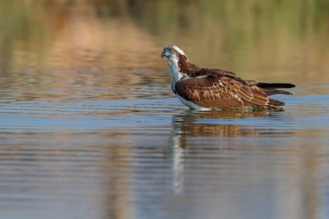 An osprey looking for food, (Pandiaon haliaetus), family of birds of prey, biotope, habitat,