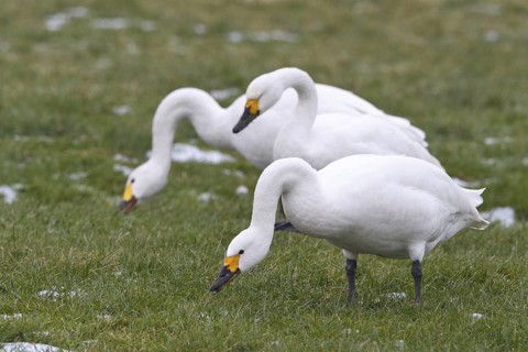 Tundra Swan (Cygnus columbianus bewickii) foraging, Netherlands
