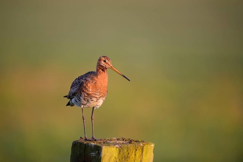 Uferschnepfe (Limosa limosa), Black-tailed Godwit, Altvogel auf Sitzwarte, im Morgenlicht, Mai,