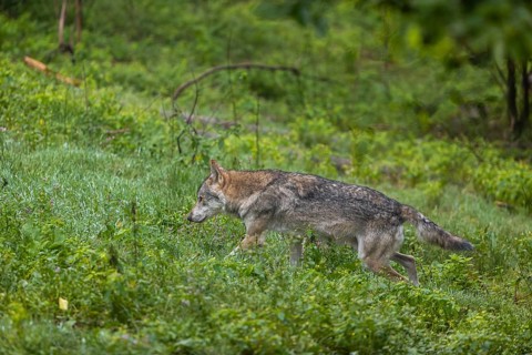 One adult male eurasian gray wolf (Canis lupus lupus) walking through the green undergrowth at a