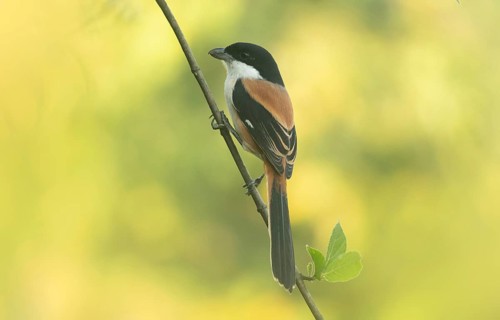 A long-tailed shrike or rufous-backed shrike (Lanius schach) sits on a tree branch, Sreepur,