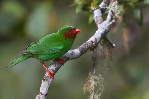 Grass-green Tanager (Chlorornis riefferii), Wayqecha Reserve, Peru