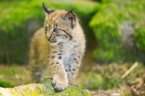 Eurasian lynx (Lynx lynx) youngster (cub) walking on rocks in a forest, Bavaria, Germany