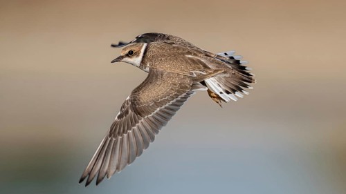 Little Ringed Plover (Charadrius dubius) flying, Schleswig-Holstein, Germany
