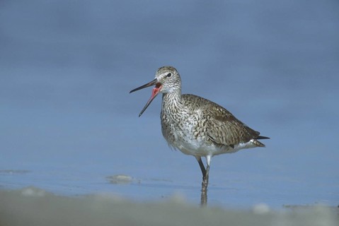 Willet (Tringa semipalmata) calling, Florida, USA