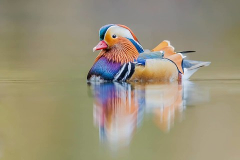 Mandarinente, Aix galericulata Mandarin Duck, Aix galericulata