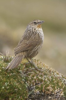 Junin Canastero (Asthenes virgata), Central Highlands, Peru