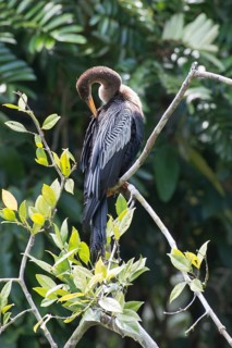Darter (Anhinga anhinga), Tortuguero National Park, Costa Rica