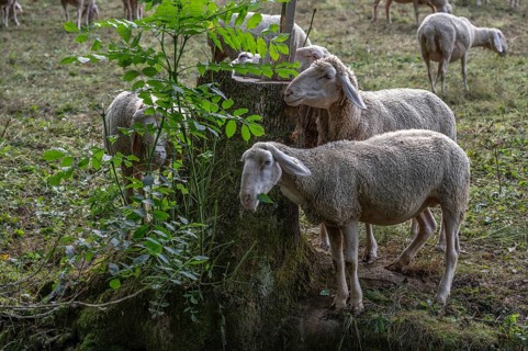 Flock of sheep (Ovis aries) on a pasture, Franconian Switzerland, Egloffstein, Upper Franconia,