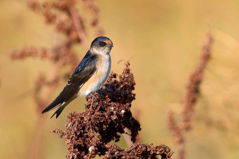 Tree Martin (Petrochelidon nigricans), Victoria, Australia