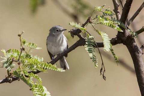 Black-capped Gnatcatcher Polioptila nigriceps Montosa Canyon, Santa Rita Mountains, Arizona, USA 2