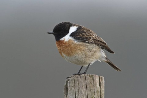 European Stonechat (Saxicola rubicola) male, Rhineland-Palatinate, Germany