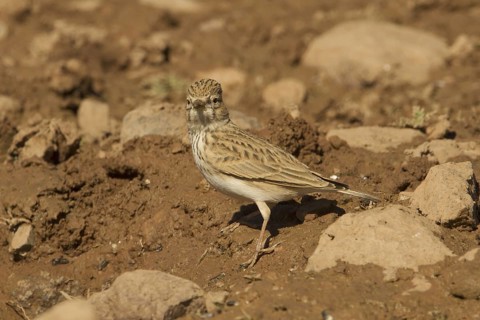 Lesser Short-toed Lark (Alaudala rufescens), Morocco