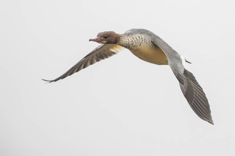 Common Merganser (Mergus merganser) female flying, Baden-Wuerttemberg, Germany