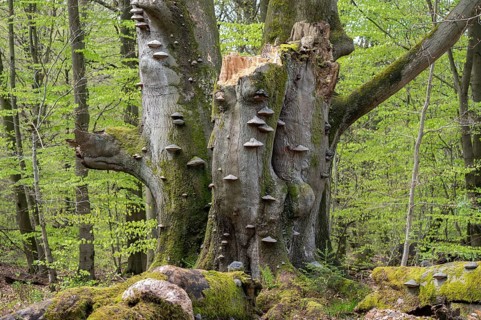 Old copper beech (Fagus sylvatica) with tinder fungus (Fomes fomentarius), triple beech, one trunk