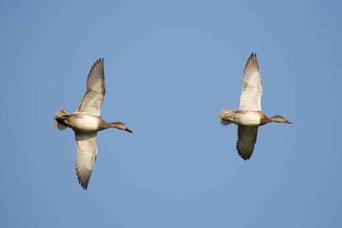 Gadwall (Mareca strepera) flying, Netherlands
