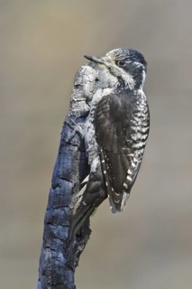 American Three-toed Woodpecker (Picoides dorsalis) female, Manitoba, Canada