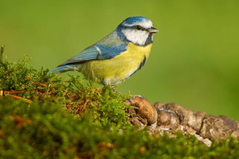 Eurasian Blue Tit (Cyanistes caeruleus), perched on a branch, Castilla Leon, Spain