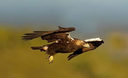 Spanish imperial eagle (Aquila adalberti) in flight, Extremadura, Spain