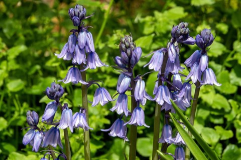 Bluebell (Hyacinthoides), blue flowering, Baden-Württemberg, Germany