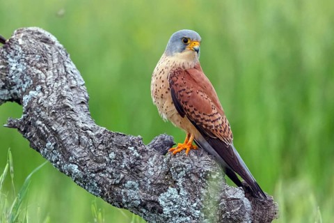 Kestrel, (Falco tinnunculus), falcon family, falcons, perching, foraging, Hides De Calera Lesser