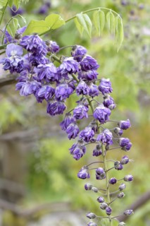 Japanese blue rain (Wisteria floribunda 'Violacea Plena'), Anchers Havecenter, Pillnitz, Saxony,