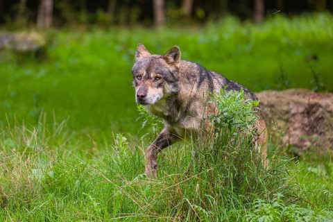 An adult male eurasian gray wolf (Canis lupus lupus) stands at the edge of the forest and watches