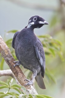 Bare-necked Fruitcrow (Gymnoderus foetidus) perched on a branch in Ecuador, South America