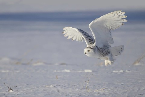 Snowy Owl (Bubo scandiacus) flying, Michigan, USA