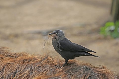 Jackdaw (Corvus monedula), collecting nesting material from the back hair of a donkey, Münster,