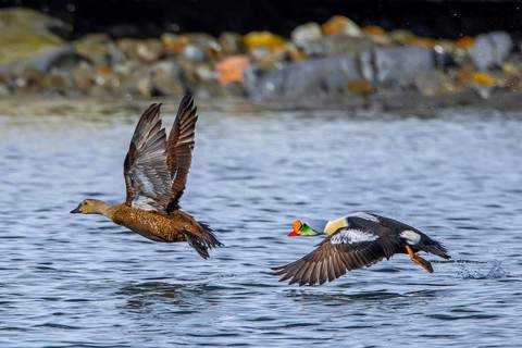 King eider (Somateria spectabilis) pair, female and male in breeding plumage taking off from water
