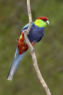 Red-capped Parrot (Purpureicephalus spurius), Western Australia, Australia