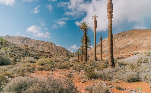 Discover this desert landscape featuring a row of tall palm trees under a bright blue sky in