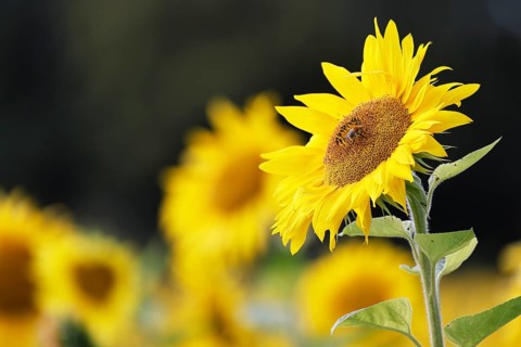 Flowering sunflower (Helianthus annuus) in a sunflower field, Schleswig-Holstein, Germany