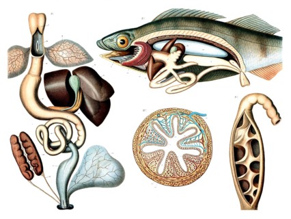 Anatomical illustration of the internal structure of a fish, including its organs, reproduction of