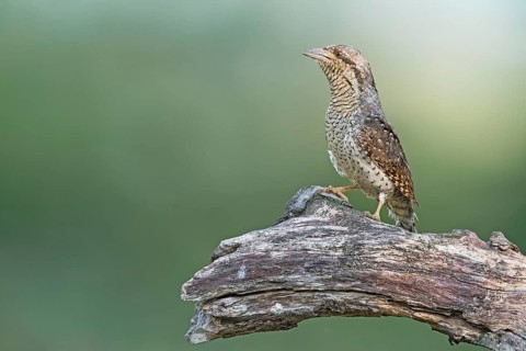 Eurasian Wryneck (Jynx torquilla) perched on tree trunk, Aosta Valley, Italy