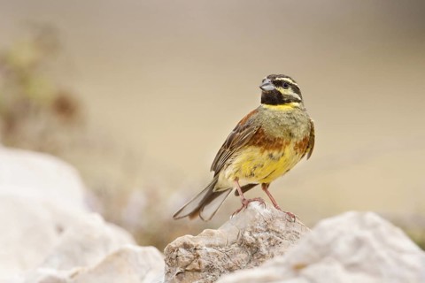 Cirl Bunting (Emberiza cirlus), Croatia
