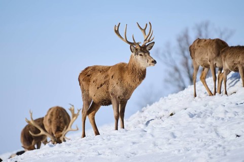 Red deer (Cervus elaphus) stag on a snowy meadow in the mountains in tirol, Kitzbühel, Wildpark