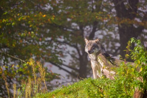 A Eurasian gray wolf (Canis lupus lupus) stands on a hill between rocks and rotting tree trunks.