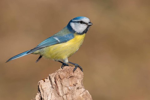 Eurasian Blue Tit (Cyanistes caeruleus), Lower Saxony, Germany