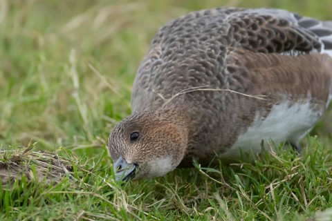 Eurasian wigeon duck (Mareca penelope) adult female bird feeding in a grass field, RSPB Frampton