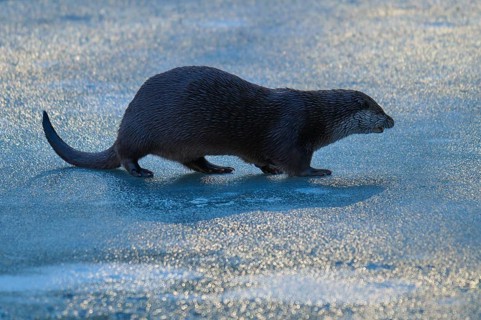 Otter walking over an ice-covered surface in the blue light of winter, Winter, Otter (Lutra lutra),