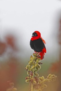 Northern Red Bishop, Euplectes franciscanus