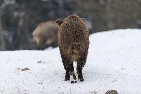 Wild boar or wild pig (Sus scrofa), standing on snowy ground, trees in the background. Defecating