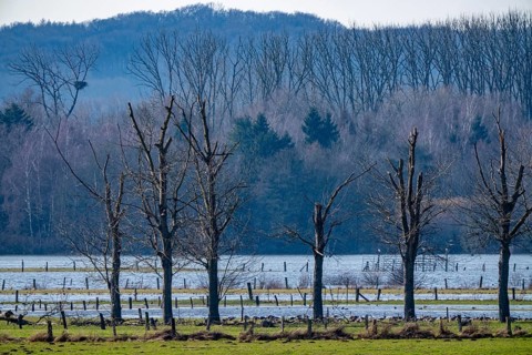 Bislicher Insel, in winter, floods in the floodplains due to Rhine flooding, nature reserve on the