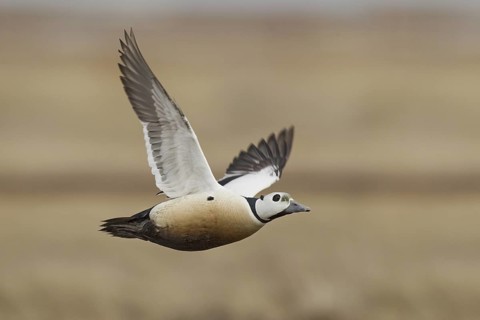 Steller's Eider (Polysticta stelleri) male flying, Alaska, USA