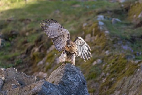 One red-tailed hawk (Buteo jamaicensis) sitting on a rock and looking for prey